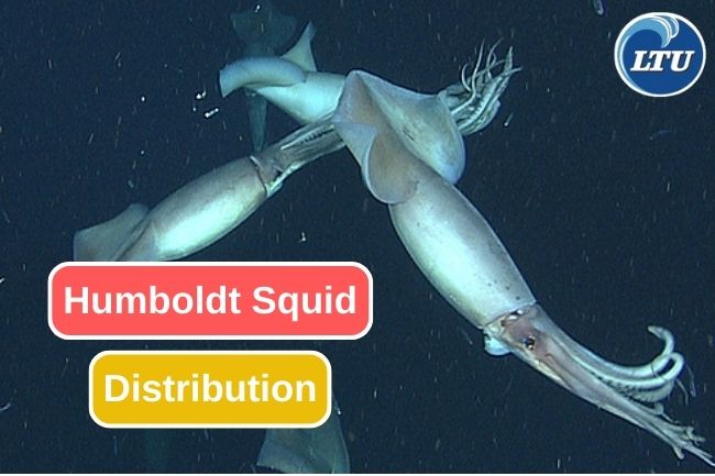 The Fascinating Distribution of Humboldt Squid